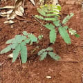 Calliandra