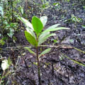 Red Mangrove