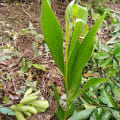 Acacia Mangium