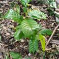 Cacao
