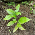 Cacao
