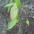 Il Cacao della Ricerca