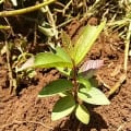 Guava