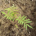 Tephrosia