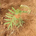 Tephrosia