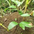 Cacao