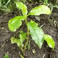 Olivo africano