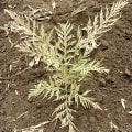 Grevillea