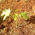 Papaya