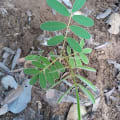 Tefrosia