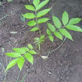 Cedro
