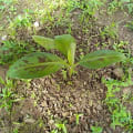 Banano