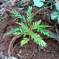 Grevillea