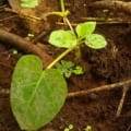 Tamarillo