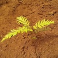Grevillea