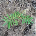 Tefrosia