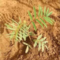 Tephrosia