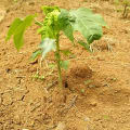 Papaya