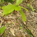 Cacao