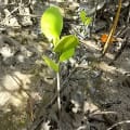 Arbor's tree