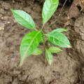 Roble