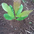 Cashew