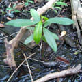 Mangrovia Rossa