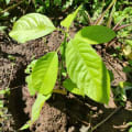 Aguacate