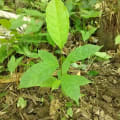 Caoba