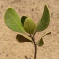 Yellow Mangrove
