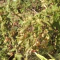 Barbados Nut
