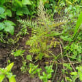 Grevillea