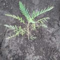 Grevillea
