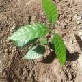 World Cacao
