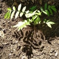 Spanish Cedar