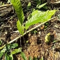 Cacaotier