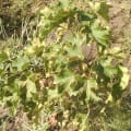 Barbados Nut