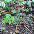Leucaena