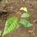 Cacao
