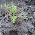 Grevillea