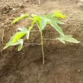 Dear Lars! Thanks for finding me 4 years ago. Now find your own fabulous tree under the sun of Kenya!