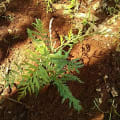 Grevillea