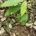 Cacao