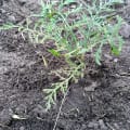 Grevillea
