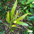 Acacia Mangium