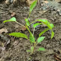 Roble