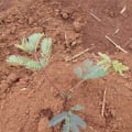 Calliandra