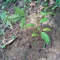 Caoba