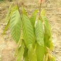 Cacao