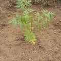 Neem